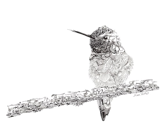 Hummingbird Illustration, Fine Line Artwork, Black and White, Hummingbird Drawing,  Wildlife Art, Bird Watching, Bird Artwork, Nature Drawing -  Canada