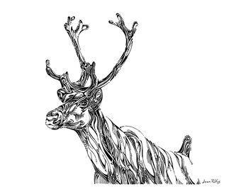 Caribou drawing, natural history illustration, woodland animals, folk art, wildlife, wild animals, doodle art, wall decor, Canadian animals