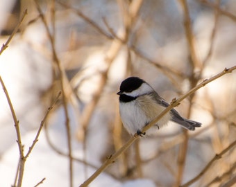 May include: A small black-capped chickadee perched on a thin branch against a blurred background of brown twigs and white snow.
