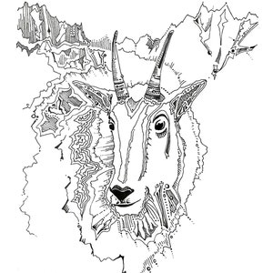 Mountain goat drawing, mt goat, wildlife artwork, fine art print, wild animals, nature artwork, mt goat illustration, natural history art