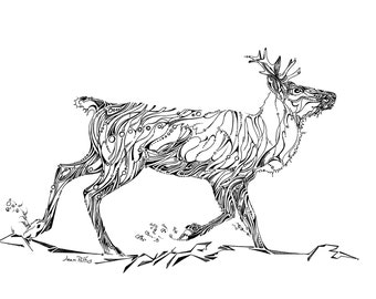 Woodland caribou drawing, caribou illustration, black and white nature artwork, woodland animals, endangered species, animal wall decor