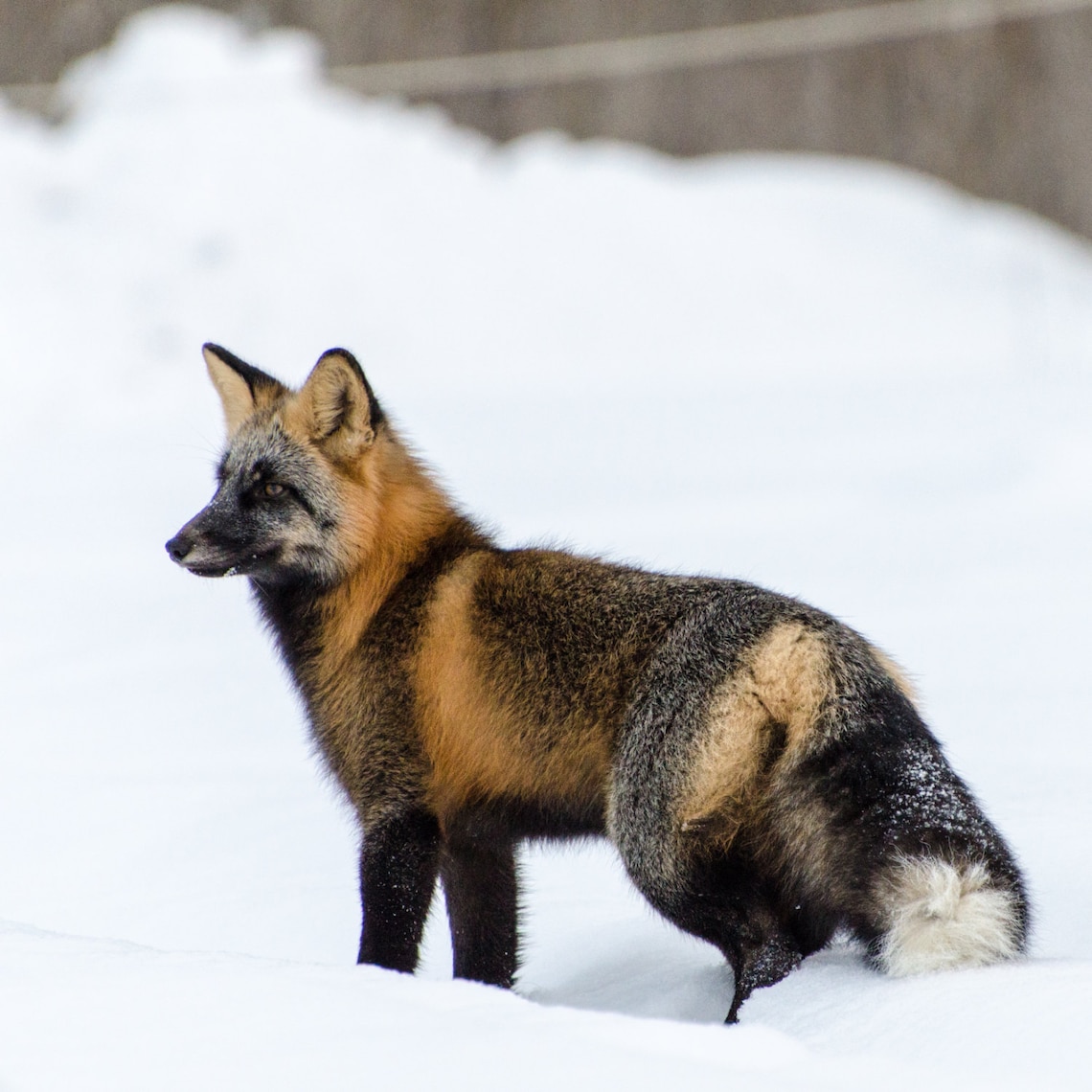 cross-fox-fine-art-photography-print-nature-photography-wildlife