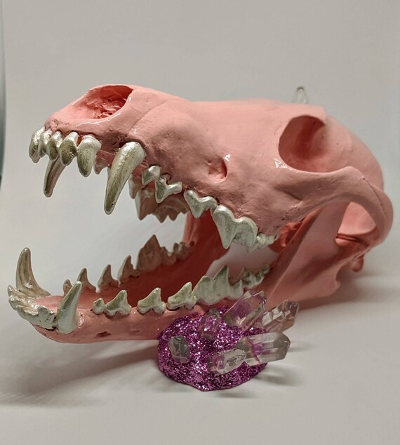 Real coyote skull quartz crystal oddity collection Etsy