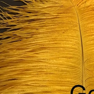 17-19&quot; GOLD Ostrich Feathers Drabs Medium Ostrich Feathers Golden Ceremony Feather Centerpieces Feather Chandler Baby Shower Entrance