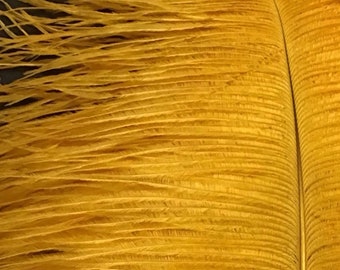 17-19&quot; GOLD Ostrich Feathers Drabs Medium Ostrich Feathers Golden Ceremony Feather Centerpieces Feather Chandler Baby Shower Entrance