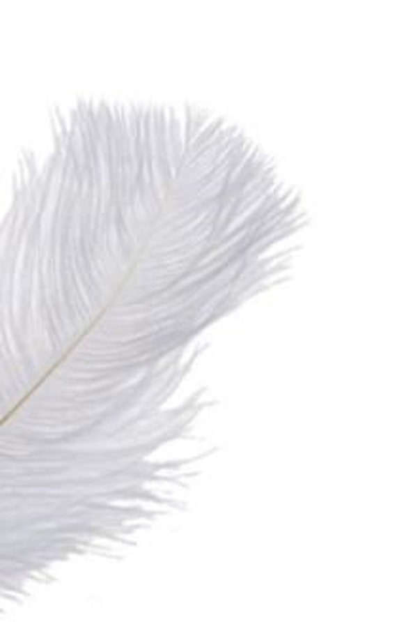 25-26in White Ostrich Plumes/ Feathers