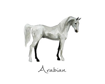 Arabian Horse Print - Watercolour Poster - Horse Breeds