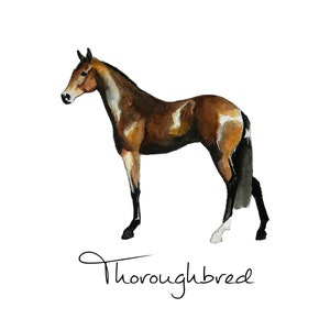 Thoroughbred Horse Print - Watercolour Poster - Horse Breeds