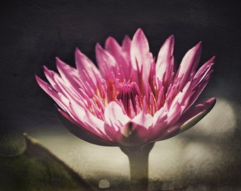 Lotus Flower Print - Photo of a Water Lily Flower (Lotus Blossom). Aged Vintage Antique Style Flower Photograph