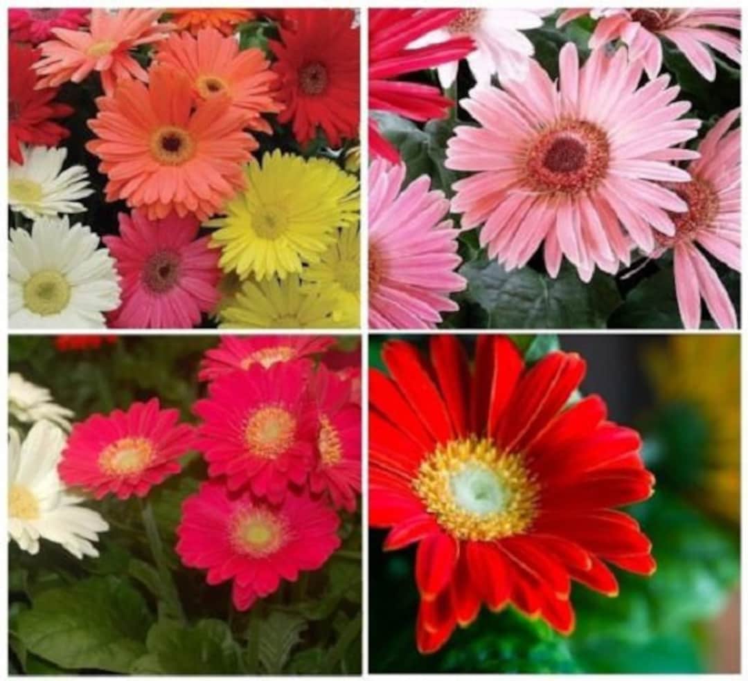 20 Gerbera Daisy Mix California Giant / Perennial Flower Seeds Etsy