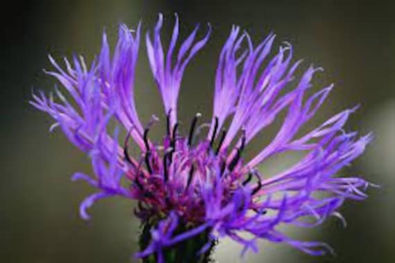 35+ Centaurea Lila Kornblume Junggesellenabschied Einjährige Blumensamen
