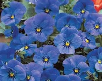 30 個以上のビオラ コルヌータ ブルーパーフェクション / 多年生 / 花