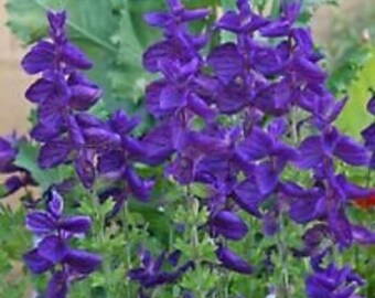 40+ SALVIA BLUE MONDAY Flower Seeds / Perennial / Deer & Drought Tolerant / Sage
