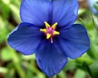 60+ Blue Pimpernel Anagallis / Perennial Flower Seeds