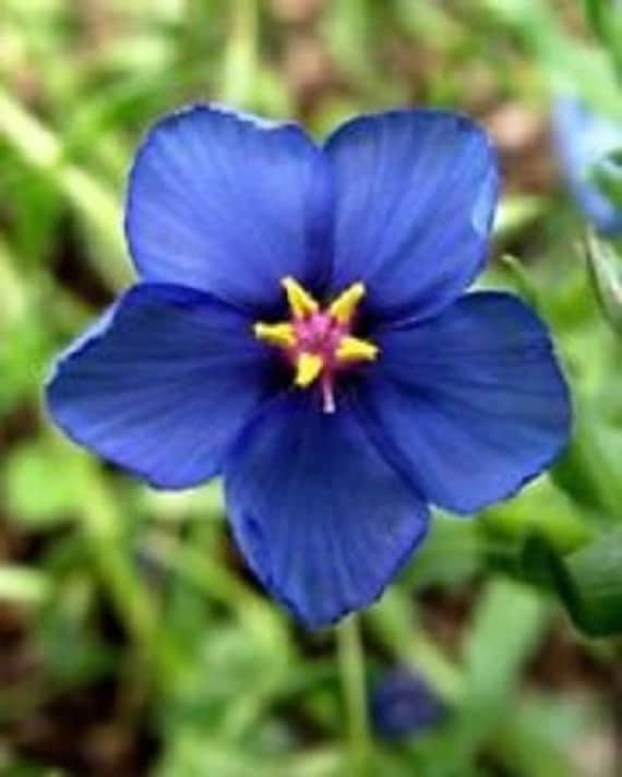 60 Blue Pimpernel Anagallis Perennial Flower Seeds Etsy 60 Blue Pimpernel Anagallis Perennial Flower Seeds Etsy