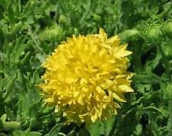 30+ Gaillardia Yellow Plume Flower Seeds / Rarely Offered Perennial