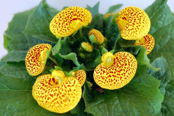 25+ Calceolaria Goldcap Flower Seeds / Slipper Flower / Pocketbook Plant -  Etsy