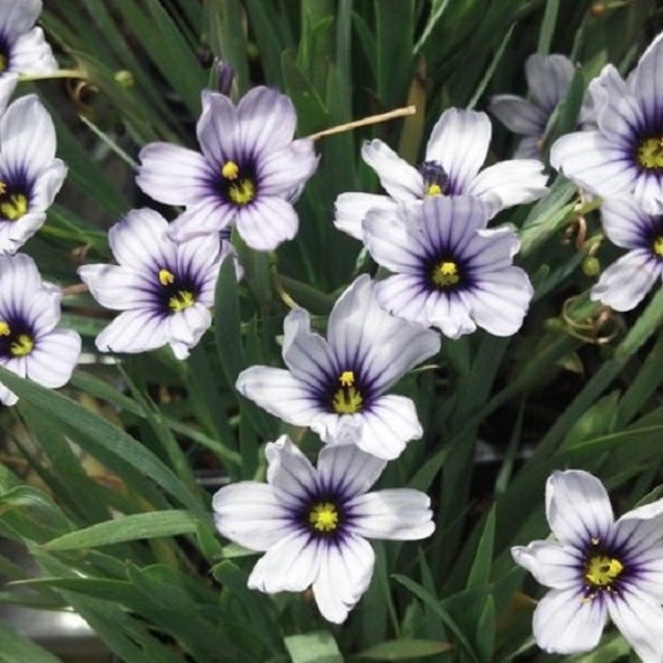 White Blue Eyed Grass Sisyrinchium / Perennial Flower Seeds
