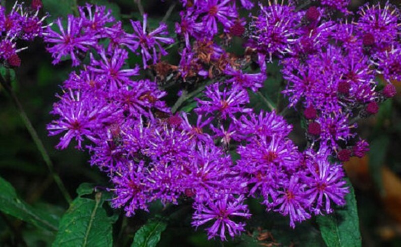 50 Radiant Purple/Rose Veronica Missurica / Perennial Flower Seeds image 1