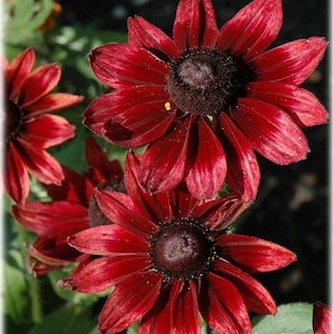 May include: Close-up of several dark red Black-Eyed Susan flowers in full bloom. The petals are a deep burgundy color with a darker center. The flowers are surrounded by green foliage, creating a vibrant contrast. The image is well-lit, highlighting the details of the petals.