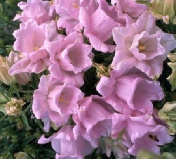 30+ Campanula Pink Double Canterbury Glckchen Blume Samen