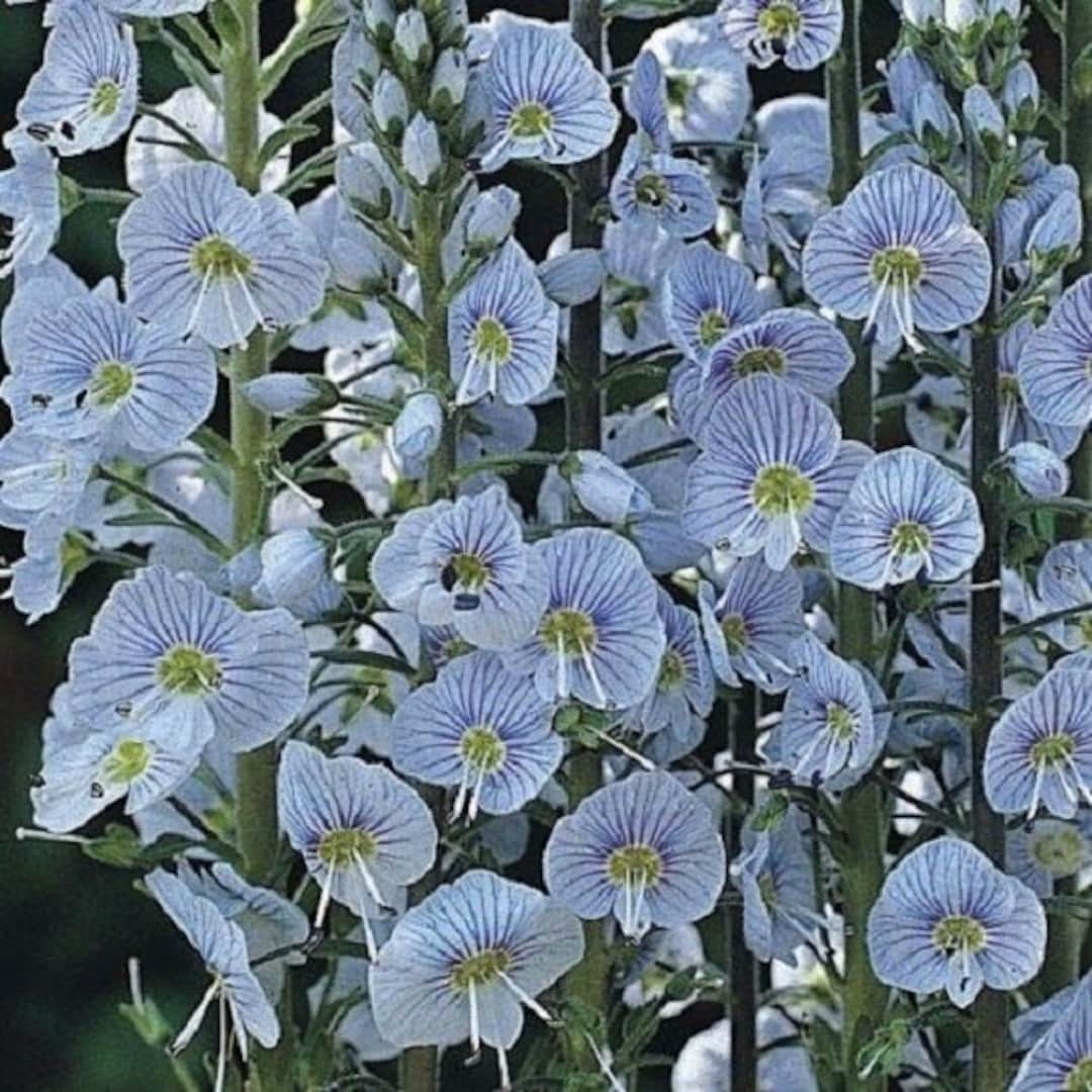 30 Blue Streak Veronica / Perennial Flower Seeds Etsy