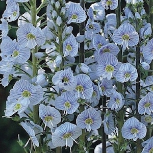 May include: A cluster of light blue flowers with white stripes and yellow centers. The flowers are arranged in a vertical pattern on tall green stems.