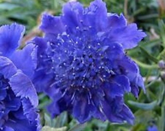 35+ DEEP BLUE Pincushion Scabiosa Flower Seeds / Perennial