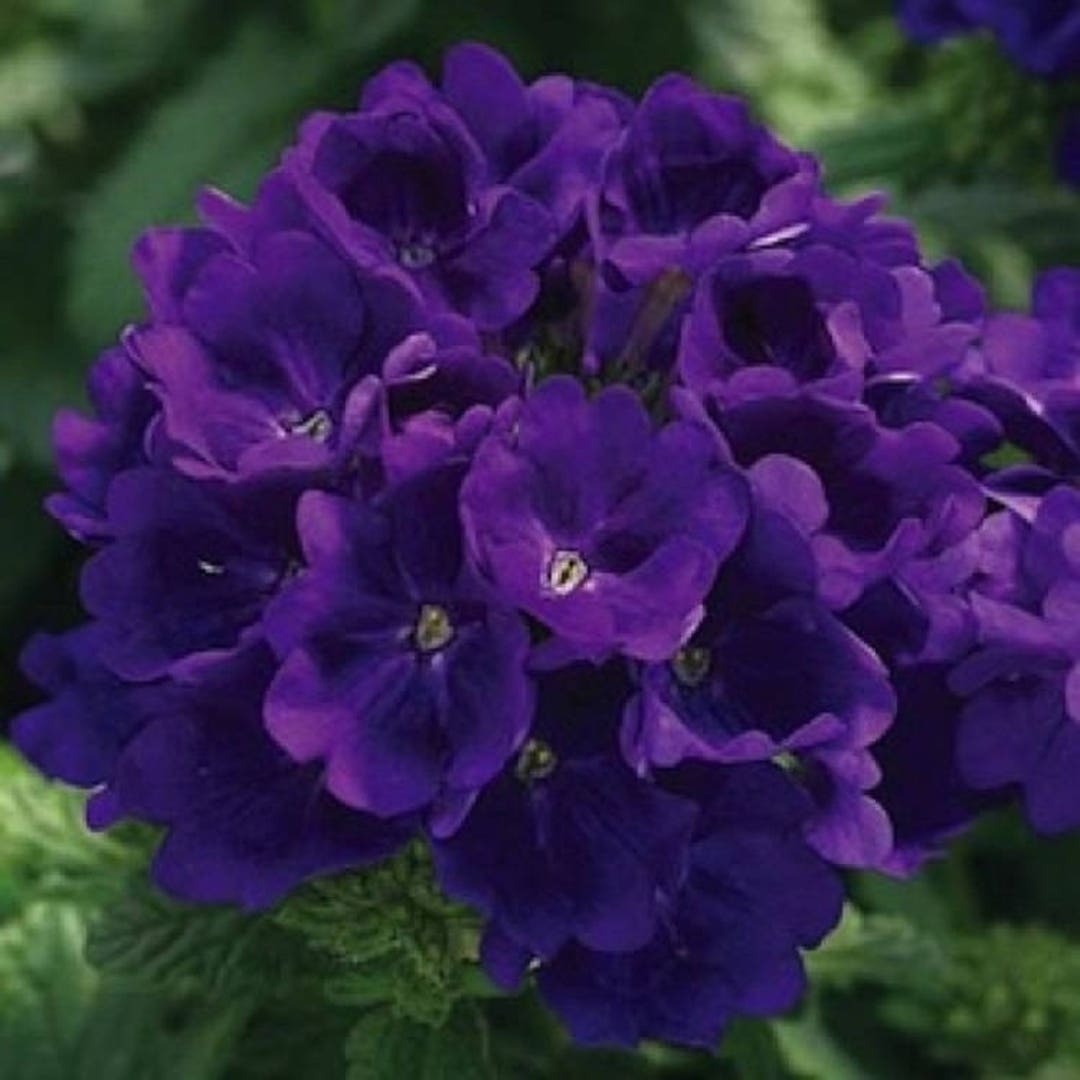 35 Verbena Tuscany Violet Perennial Flower Seeds Deer Resistant Etsy