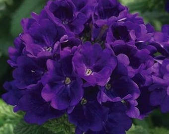 35+ Verbena Tuscany Violet Perennial Flower Seeds  Deer Resistant
