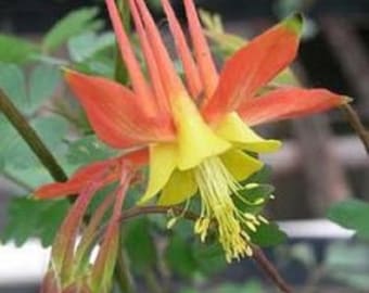 25+ Aquilegia Tequila Sunrise/Columbine/Long-Lasting Perennial Flower Seeds
