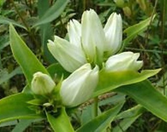 50+ Flavida Rare Cream Gentian Flower Seeds / Gentiana / Shade Perennial