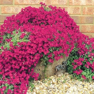 50 Bright Red Rock Cress  AUBRIETA FLOWER SEEDS / Evergreen Perennial / Deer Resistant