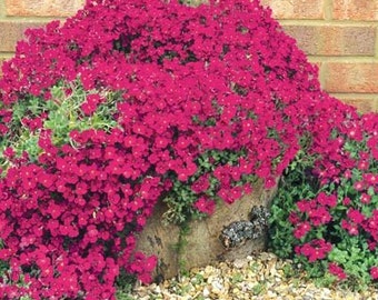 50 Bright Red Rock Cress  AUBRIETA FLOWER SEEDS / Evergreen Perennial / Deer Resistant