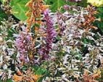 50+ Agasthache Mix Hyssop / Long Lasting Perennial Flower Seeds