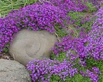 50 Bright Purple Rock Cress  AUBRIETA FLOWER SEEDS / Evergreen Perennial / Deer Resistant