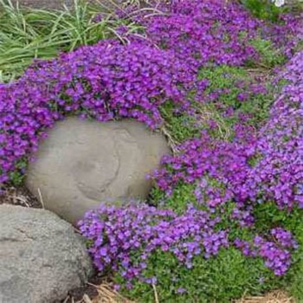 50 Bright Purple Rock Cress  AUBRIETA FLOWER SEEDS / Evergreen Perennial / Deer Resistant