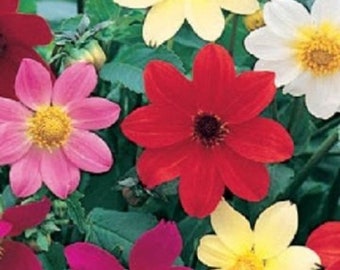 Más de 20 Dahlia Piccolo Mix / Semillas de flores
