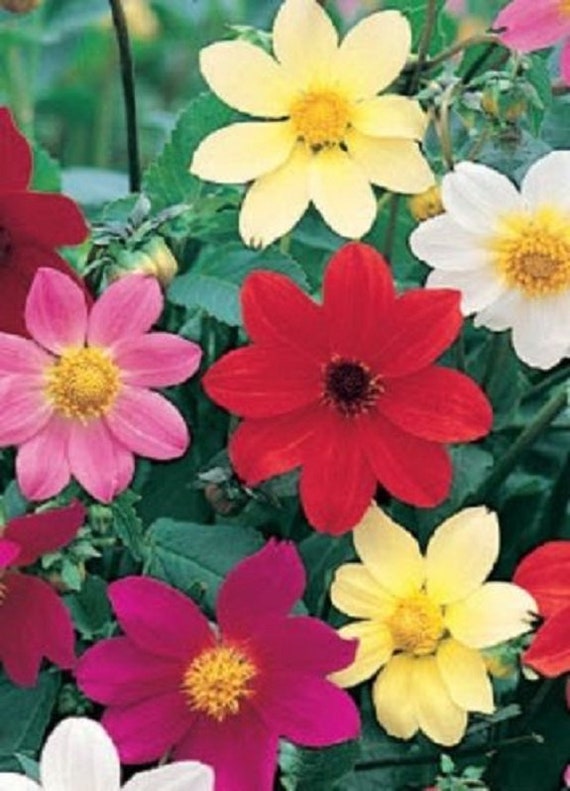 20+ Dahlia Piccolo Mix / Flower Seeds - Etsy