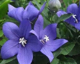 40+ Blue Balloon Flower Platycodon / Perennial Flower Seeds