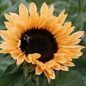 25+ Peach Passion Sunflower Helianthus Flower Seeds / Long -Lasting Annual