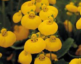 25+ Calceolaria Dainty Yellow Flower Seeds / PERENNIAL / LONG LASTING