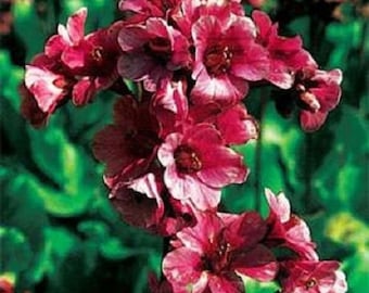 15+ Red Bergenia / Ground Cover / Perennial Flower Seeds