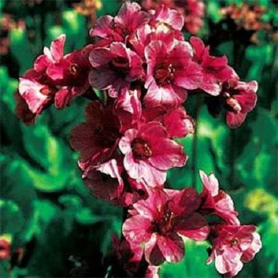 15 Red Bergenia / Ground Cover / Perennial Flower Seeds - Etsy