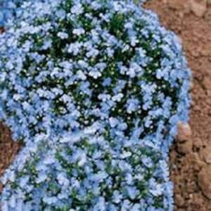60+ Wonderland Blue Fragrant Alyssum Flower Seed Perennial / Ground Cover