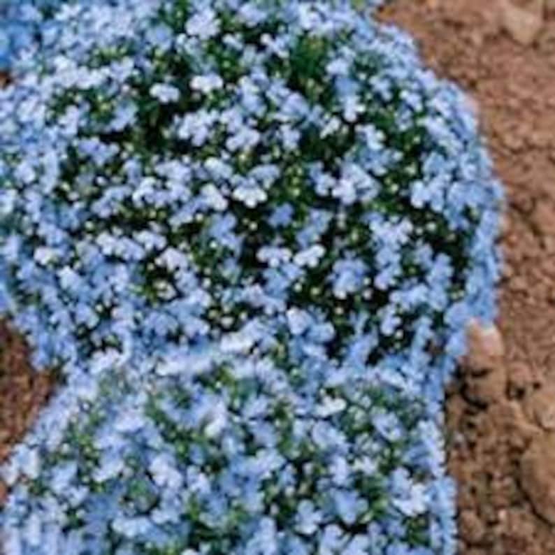 60 Wonderland Blue Fragrant Alyssum Flower Seed Perennial / Ground Cover image 1