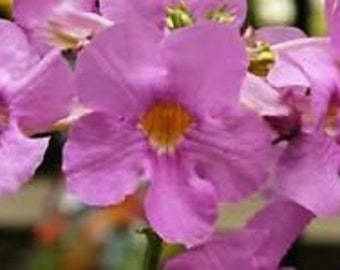 20+ Incarvillea Hardy Gloxinia Flower Seeds / Rosy/ Purple Perennial
