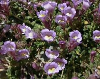 25+ Chaenorrhinum Little Dragons Flower Seeds / Perennial