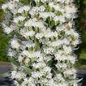 Puede incluir: Primer plano de una planta con flores blancas con muchas flores blancas pequeñas agrupadas. La planta tiene hojas largas y estrechas.