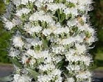 50+ White Echium Flower Seeds / Reseeding Annual / Deer Resistant